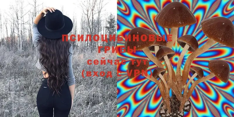 Галлюциногенные грибы Psilocybe Саров